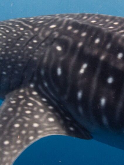 d4e4ed85-7b66-426f-b6a8-9cb99ffc43af