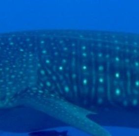 2bb1e51d-2d4e-4b79-8df7-2aac6831cd7f