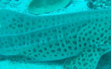 f7a6ac3b-14cb-403b-8139-6f5eb4b43c11