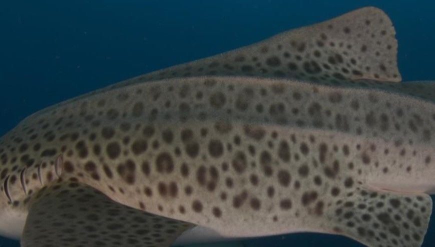 daa2f75d-a2ad-4674-a9ea-eba145743759