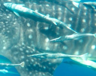 f1074f6e-e59e-4362-b6ef-7a829e68a9e7