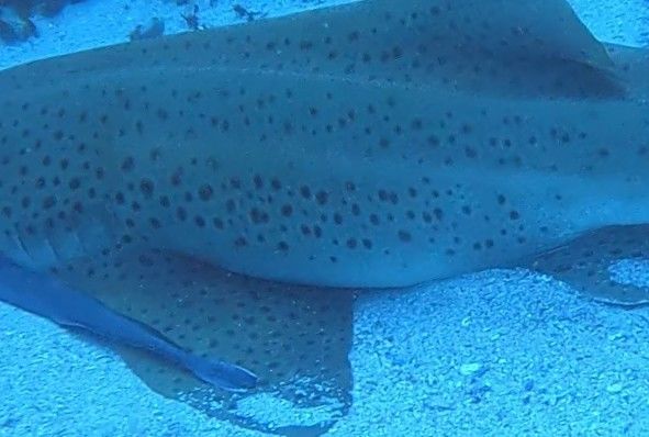 0d1bdc40-0636-42d7-9083-7dbee081271f