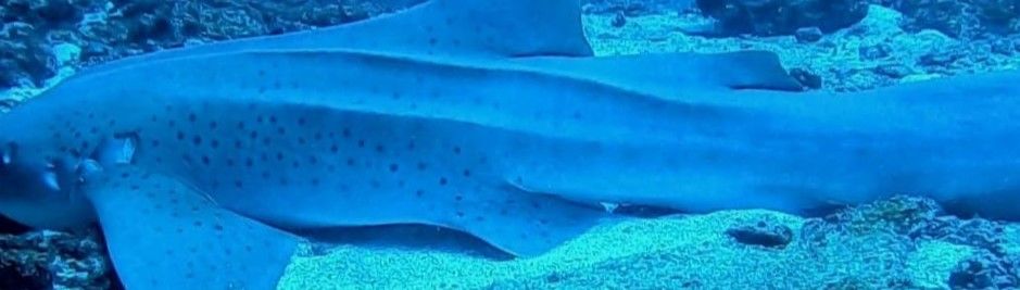 0e82af0b-5ac8-40e0-9a3f-55c9c3eed952