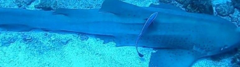 0e82af0b-5ac8-40e0-9a3f-55c9c3eed952