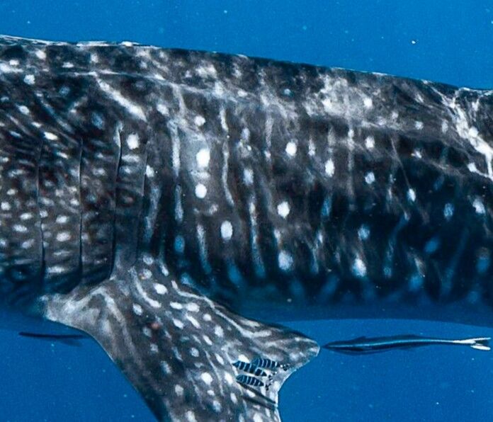 d263cfb4-2488-4cf5-b2ae-fbcebff9a07e