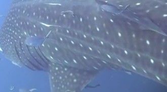 d1bd4bb2-6d9c-4a8d-b204-9e66a5c3bc9e