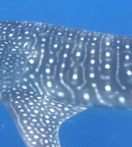 30bc9025-e403-4efa-8586-3349545284a9