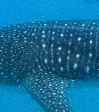 44771b50-c1f1-4900-ae55-f61dd6172ef3