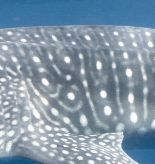 a63ef4b5-55cd-45e8-bc37-cf5533845fc6