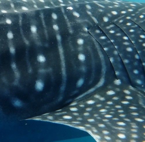 575c2cdc-b1f1-48d8-9fd1-eedfd62dd161