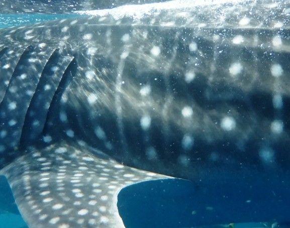 575c2cdc-b1f1-48d8-9fd1-eedfd62dd161