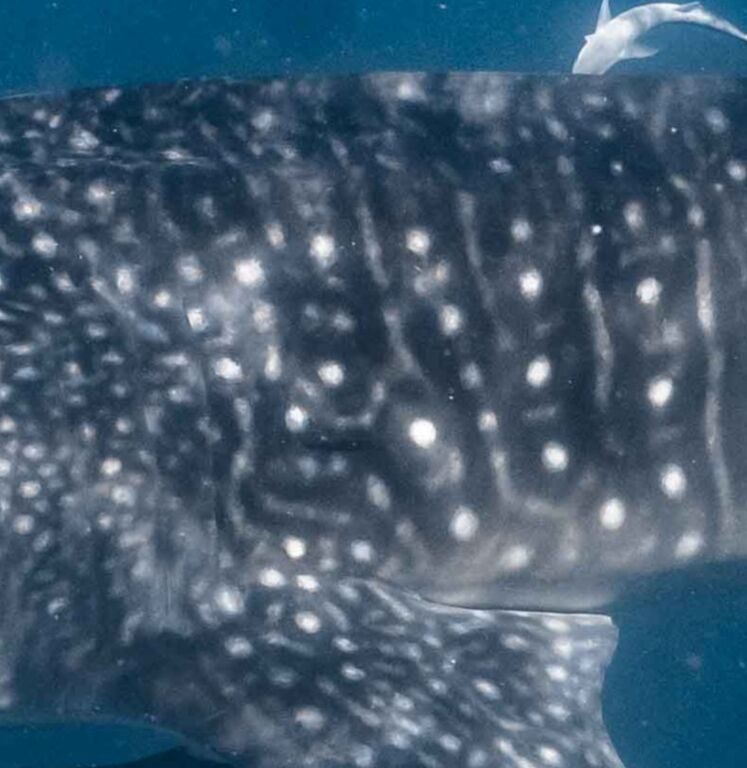 5a559ae6-0768-47ab-842e-5db8798ab1b2