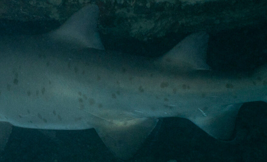 cccbddc7-8ae5-4862-b583-d89694d0d97d