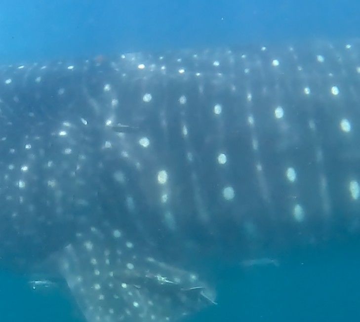 96fad101-4d4f-43cb-91f5-7ea889e5f419