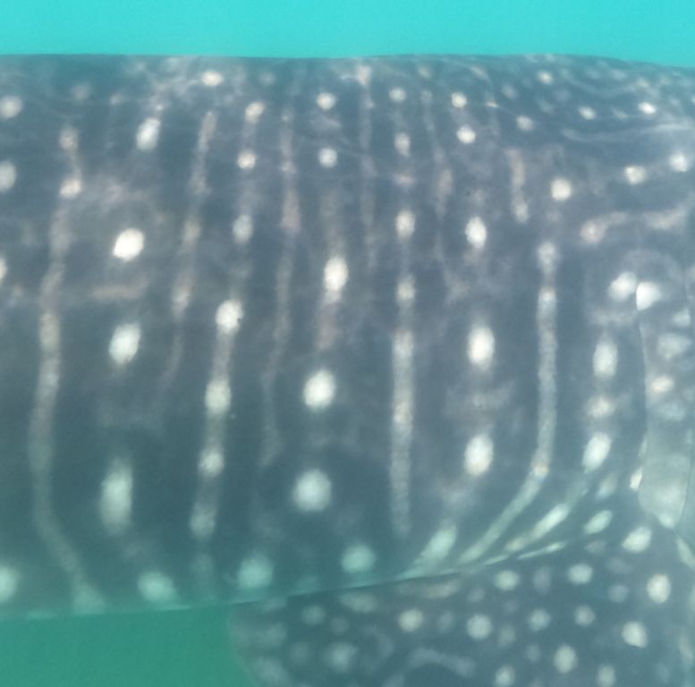 a7269452-005a-4add-892a-77c53a52b8c3