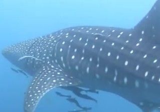 101f7047-dfc6-4f76-b237-c01a7a9e32fb