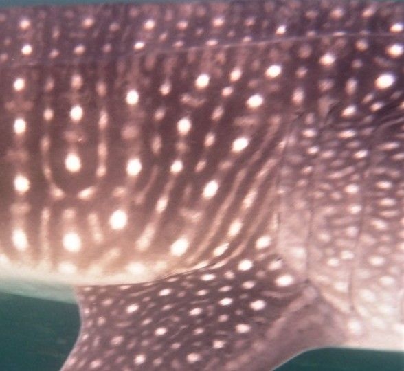 dc930331-c42f-4783-8d48-aab4eec280d4