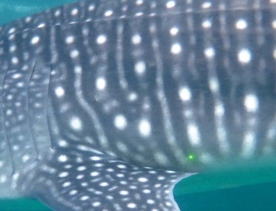 dafe51fe-7eb0-42bd-b245-7baed42988ae