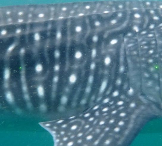 dafe51fe-7eb0-42bd-b245-7baed42988ae