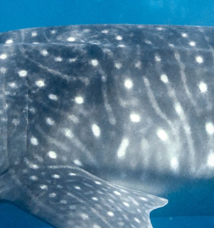 8ab086ae-9261-4749-8f17-6f320296646c