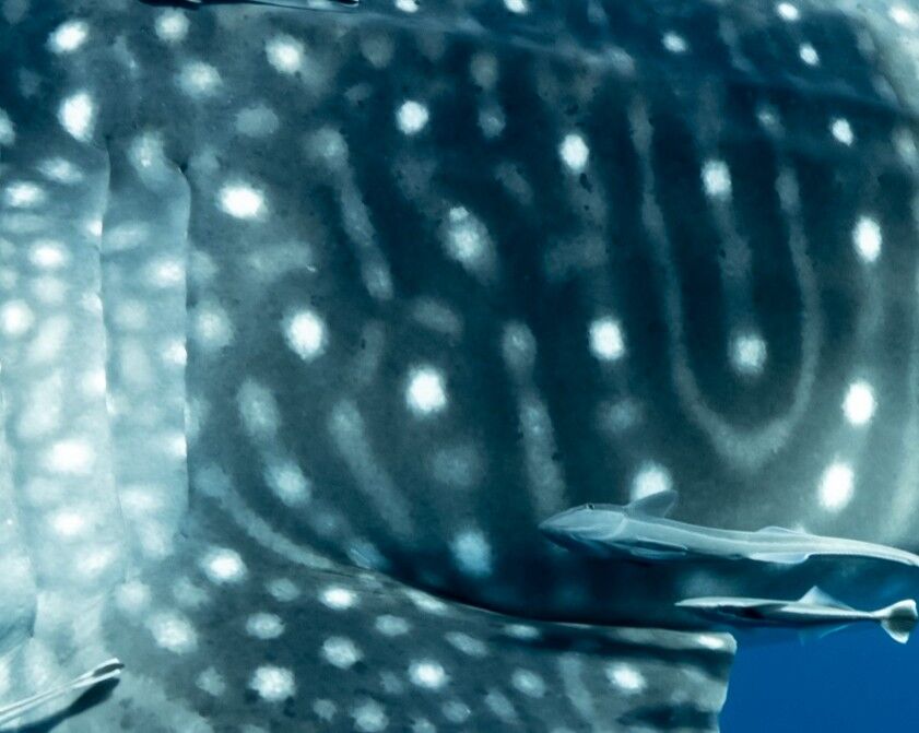 ca183f27-9e42-4e7f-8246-a064fe7b915b