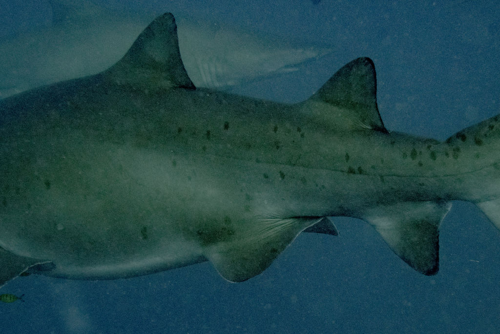 d0ff49c6-73c7-42bc-90a5-aef23a8edbf4