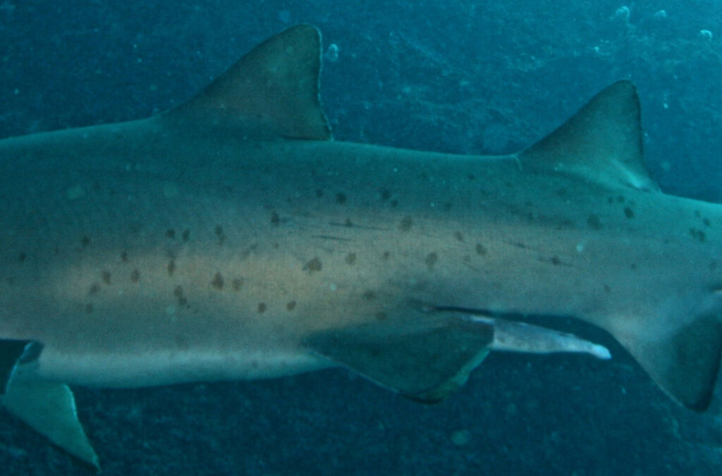 9cc99d48-94b3-4a2b-9dcf-ccda76fc338a