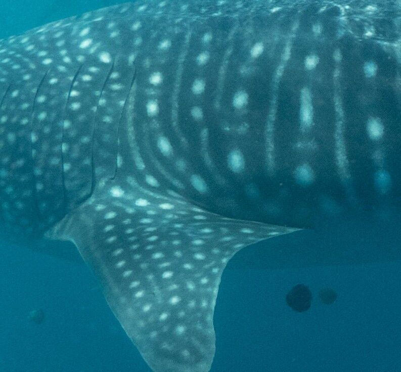 56a48fe6-4c9a-430b-b9ea-43a35bb796f4