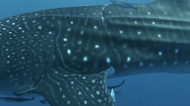 50a13338-9215-4dff-a1c3-e07aea9534d2