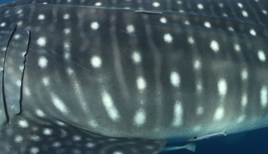 ba7aeb52-461a-431a-8c12-6894e379a1c6