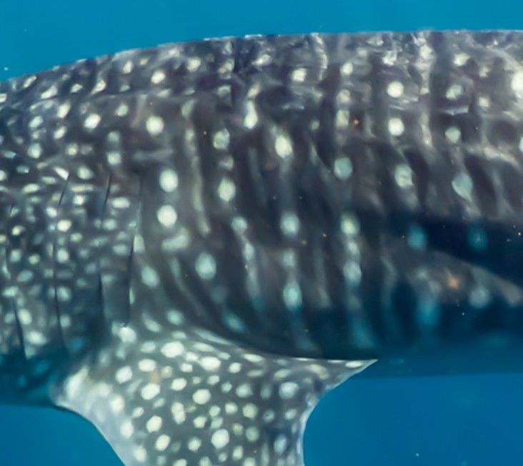 055a8202-5c4f-42c6-a09d-898cfb3a4475