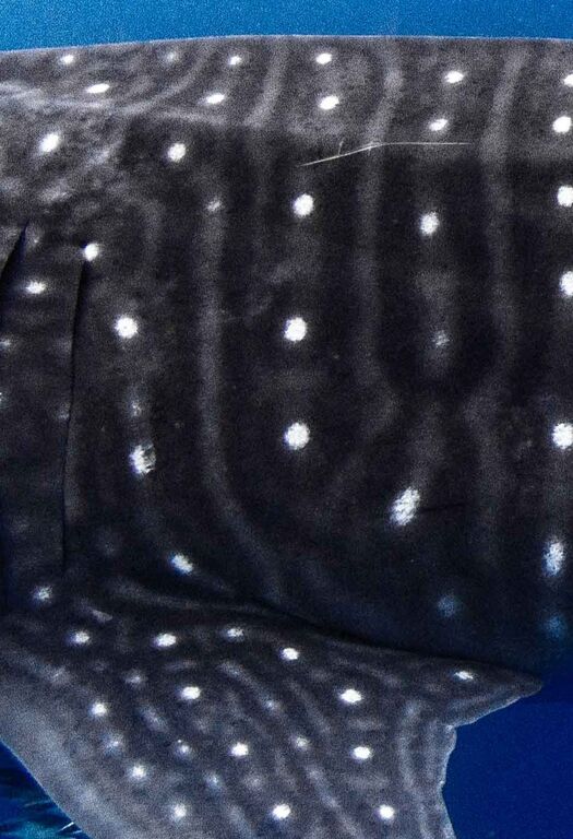 4604d6a6-232a-4fb5-adf3-cb17ad70f772