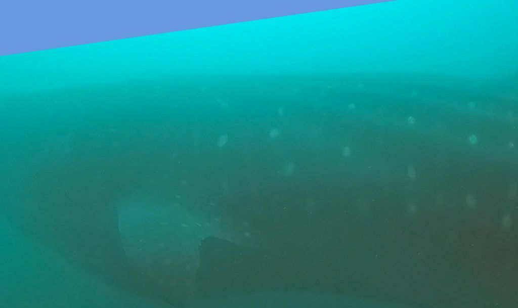 1082cec2-34a4-44a7-8846-c4ec6bdf1bdf