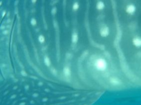 d93c1b25-7433-4a9a-aa90-4dd10dce4226