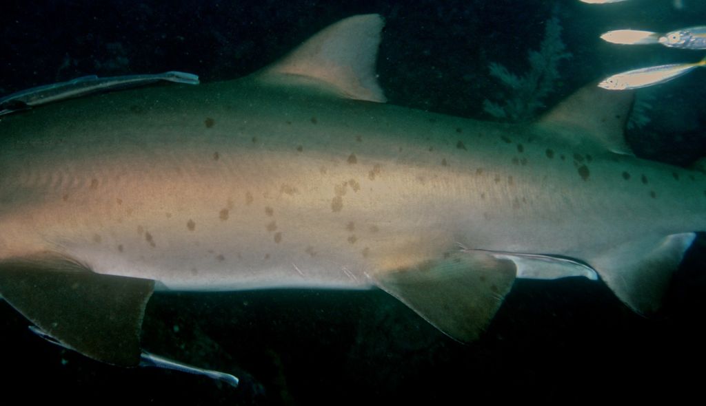 eec9070f-d036-4699-924d-64f4a3db3e95