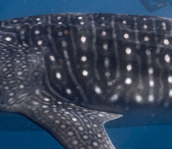 c9b0597c-9ca2-4d1b-a8b0-302aa7030662