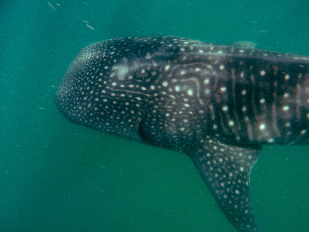 b6209188-85b1-4931-a741-edf362a6738f