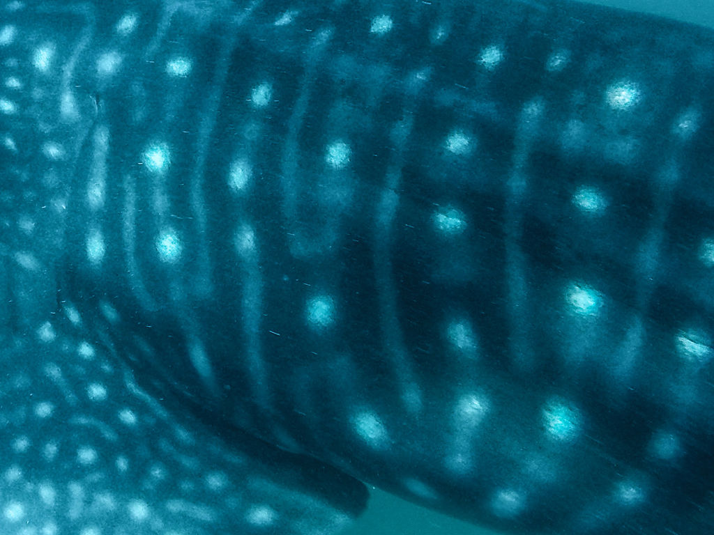 b6209188-85b1-4931-a741-edf362a6738f