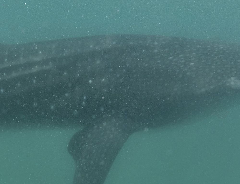 1151de0d-5256-4a08-9999-a90c33405bfc