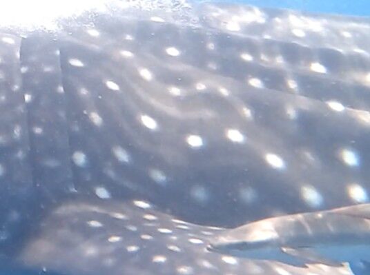 a98e9c4c-6604-4e07-8645-5bf744113e53