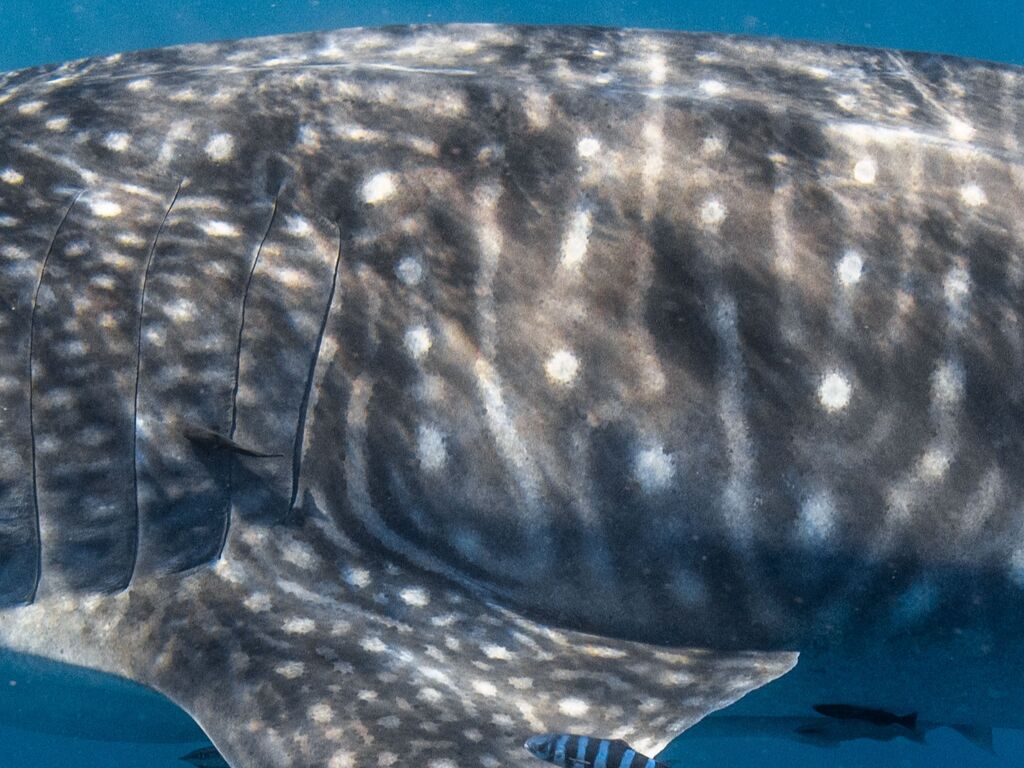 5123988d-3523-489f-9049-793b99b20436