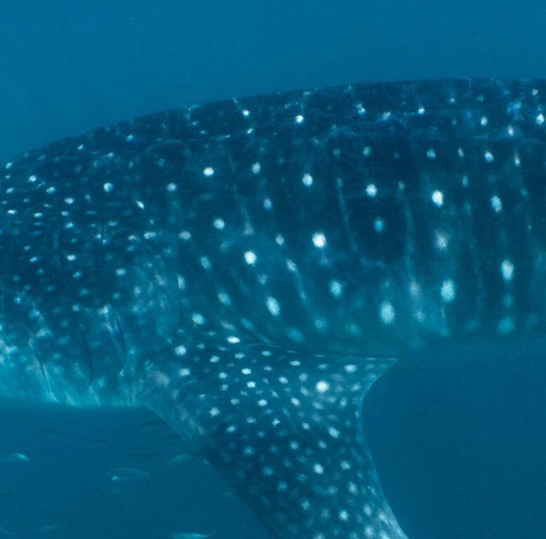 c1c4e535-5541-4ae3-910d-08089ff8da99