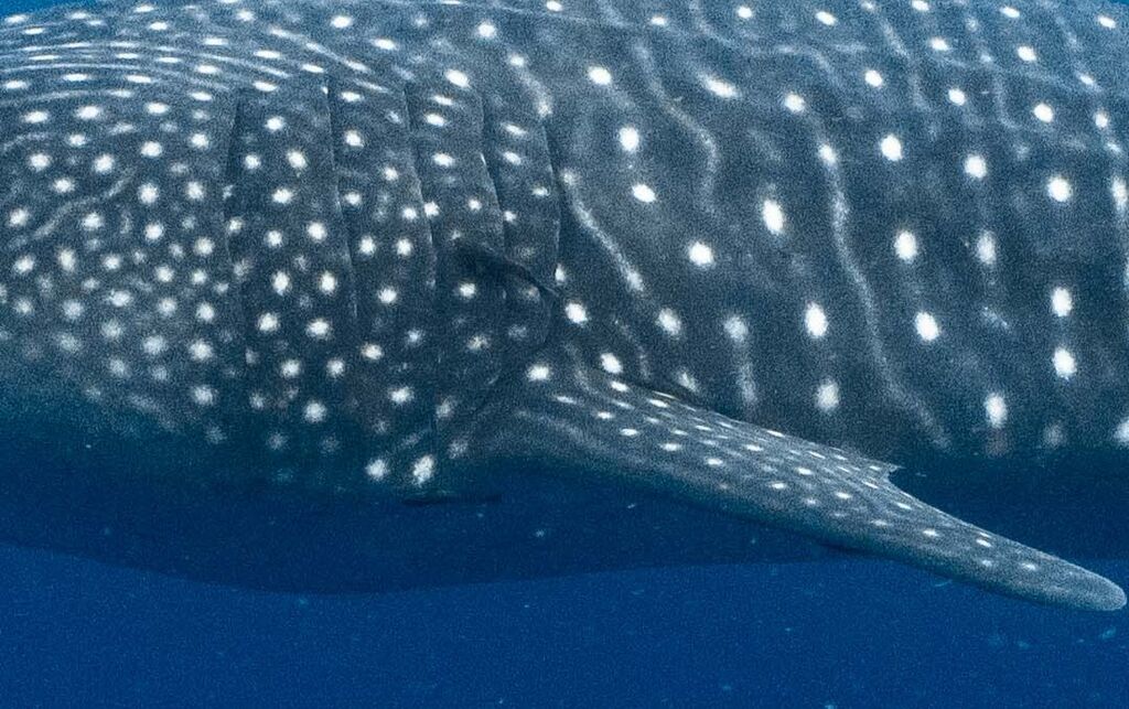 6ae03a9d-d5d1-4cfd-9db0-0521229a4b3e