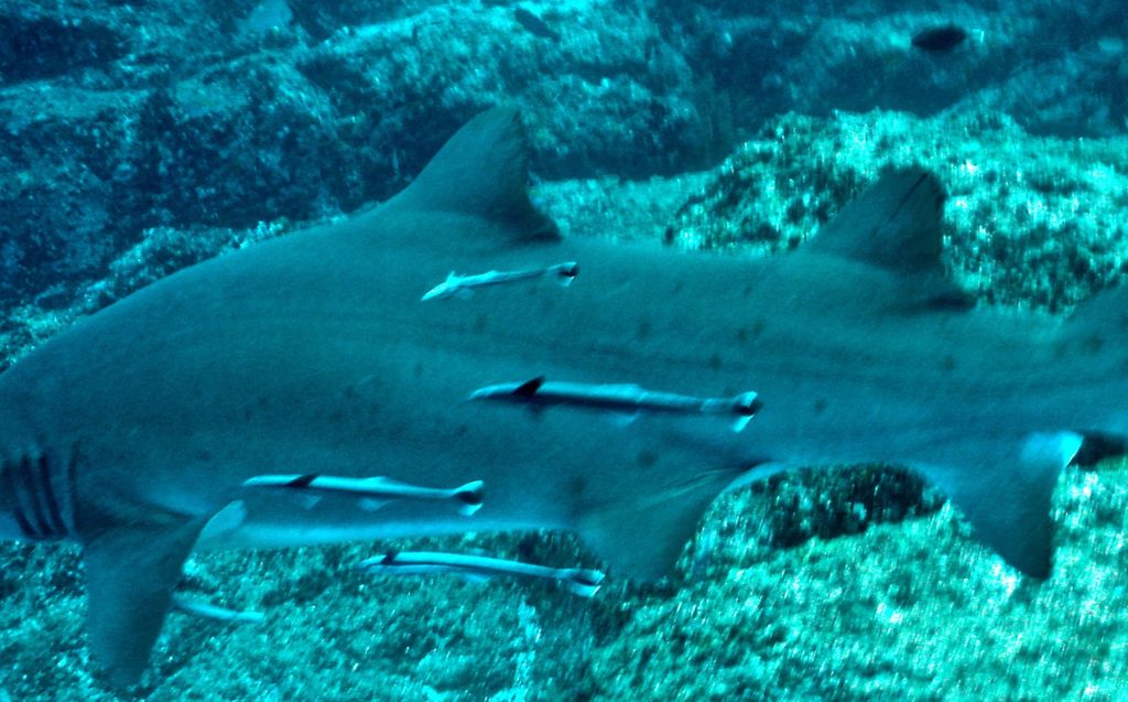 9ab3d923-8850-492f-8f44-df73f40f72cc