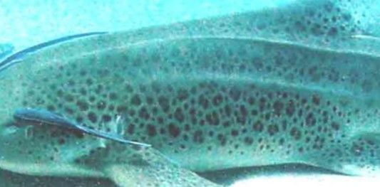 cc10e007-24ae-4580-8a54-80c3a5da1594