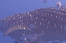 8c0bc704-2696-42a0-aa3a-e338d192edeb