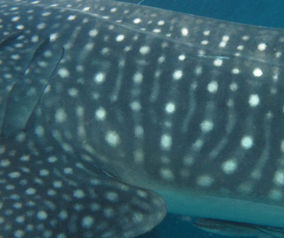 417065e8-36a3-47a1-aa80-926e78369f81