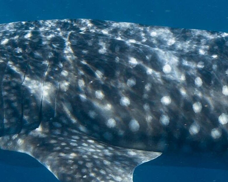 c4adc1e1-4952-4b3e-9ebd-adc9a9ad8da3