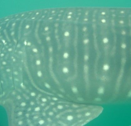 a2e77253-d7af-4246-9ae5-ca7ad6f42173