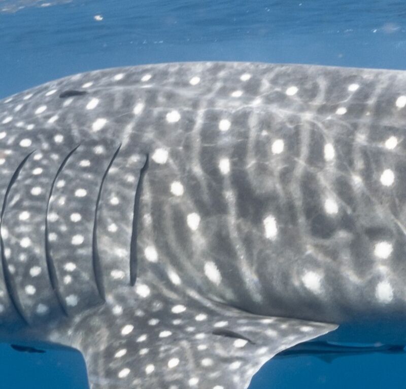 e125a2a5-c1ad-4d38-975f-782982be3730